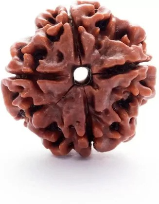 3 Mukhi Rudraksha